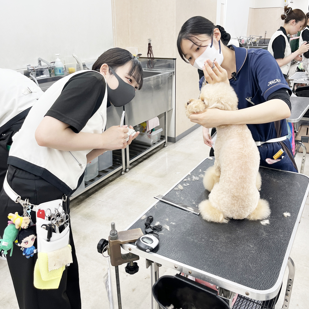お客様の愛犬をトリミング！②